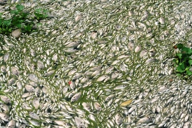 Hàng tấn cá chết la liệt trên sông Nhuệ