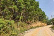 Kỳ lạ hàng trăm cây hoa ban tiền tỉ "vô chủ" trồng ven đường