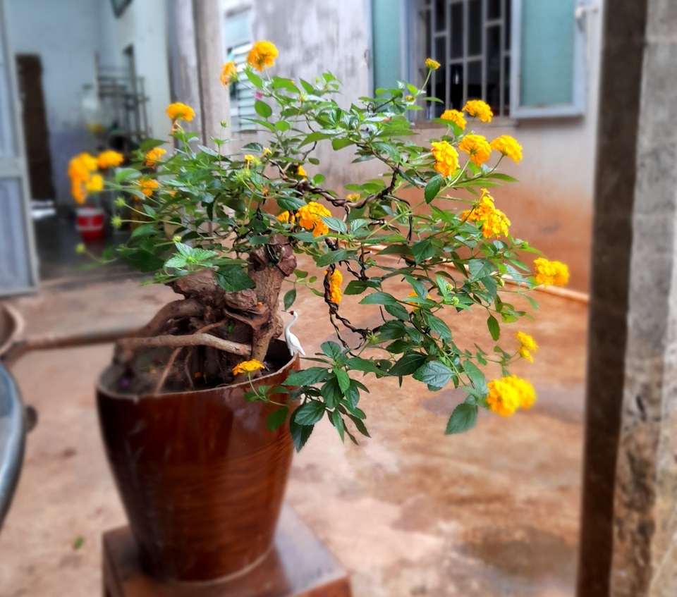 Nông dân biến cây hoa dại thành bonsai ngũ sắc tiền triệu - 8 Nông dân biến cây hoa dại thành bonsai ngũ sắc tiền triệu - 8