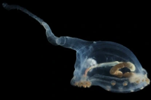 Phát hiện những sinh vật kỳ lạ dưới biển sâu