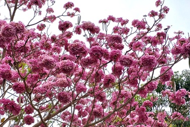 Tuần lễ hội hoa kèn hồng ở Sóc Trăng diễn ra phụ thuộc thời điểm hoa nở rộ