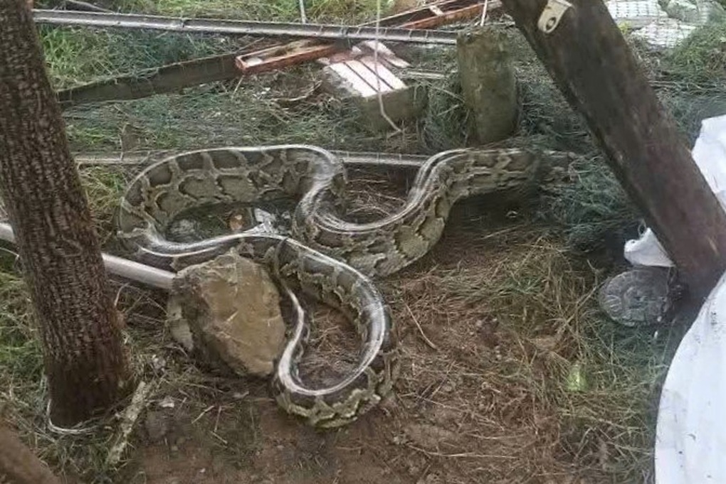 Trăn đất quý hiếm, kỳ đà hoa dài hơn 1m bò vào gần nhà dân - 1 Trăn đất quý hiếm, kỳ đà hoa dài hơn 1m bò vào gần nhà dân - 1