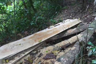 Tan nát rừng tự nhiên phòng hộ Quảng Trị