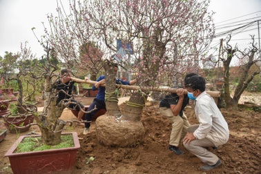 Chủ vườn Nhật Tân "tái sinh" đào sau Tết Tân Sửu