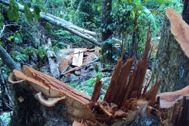 Cận cảnh cánh rừng đang “hấp hối” vì lâm tặc