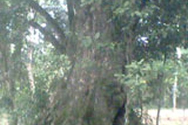 5 cây thị khổng lồ hiếm có