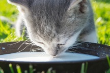 Vì sao không nên cho mèo uống sữa?