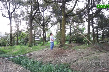 Mê mẩn di sản của lão nông "gieo sầu" khắp Việt Nam