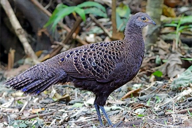 Xem gà tiền mặt vàng quý hiếm vừa được vườn quốc gia Hoàng Liên tiếp nhận