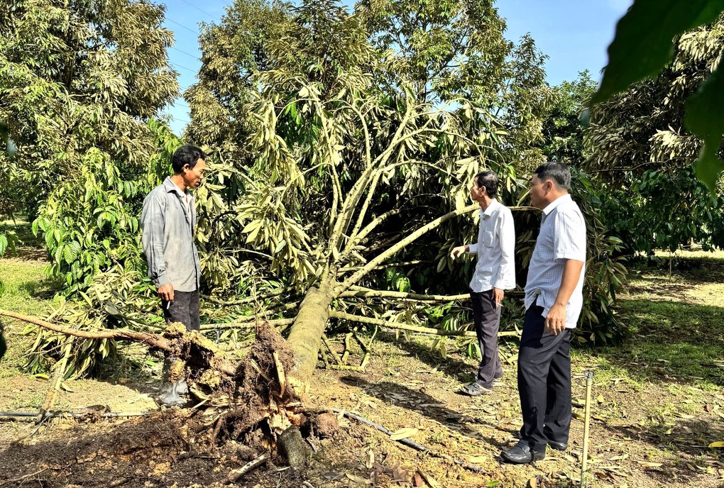 Cây tỷ đô đổ gãy hàng loạt sau cơn lốc xoáy trong đêm - 1