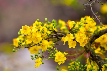 Mai vàng Bình Định bung nở rực rỡ, nhuộm vàng góc phố Hà Nội