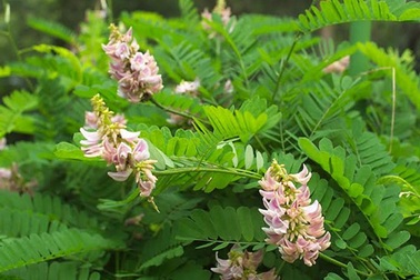 Sử dụng thuốc Nam trị xoang sao cho đúng?