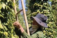 Tai nạn lao động khi hái hồ tiêu gia tăng tại Tây Nguyên