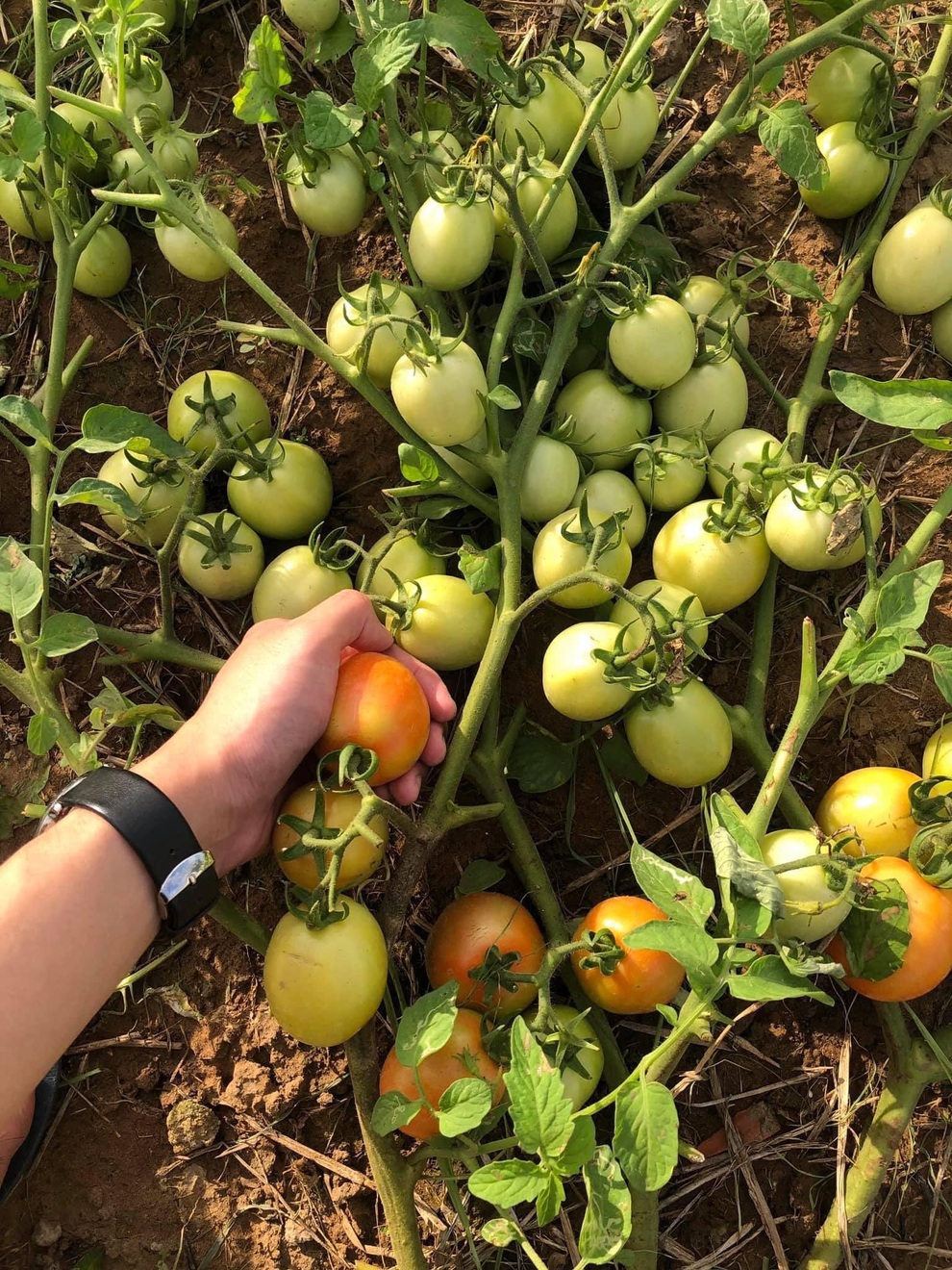 Mạnh dạn trồng 2000m2 rau hữu cơ, chàng trai 27 tuổi hút khách mua tận vườn - 3