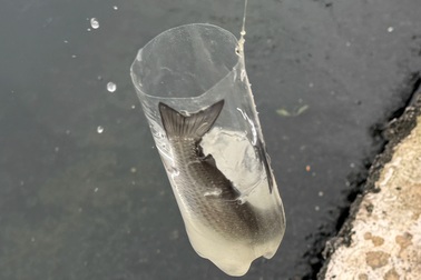 Độc chiêu săn loài cá không thể bơi lùi chỉ bằng chiếc chai nhựa