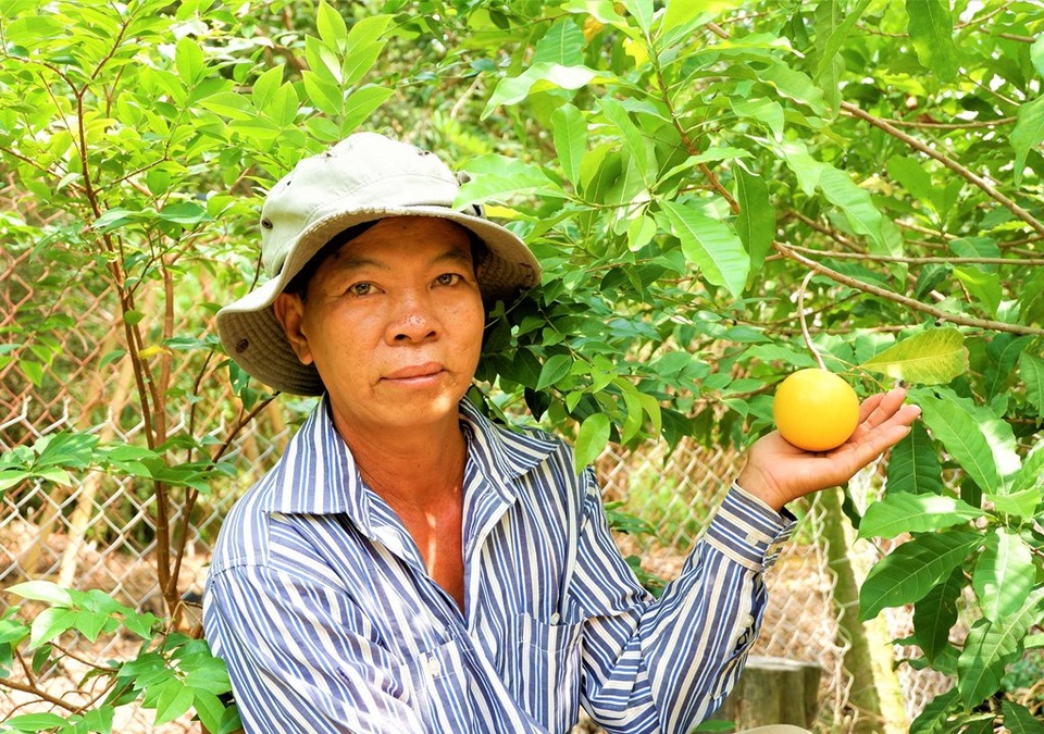 Vú sữa lạ màu vàng ươm, vị thơm nức cháy hàng cây giống - 1 Vú sữa lạ màu vàng ươm, vị thơm nức cháy hàng cây giống - 1