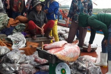 Trúng mùa biển cuối năm, ngư dân xứ Nghệ lãi 60-70 triệu/tàu
