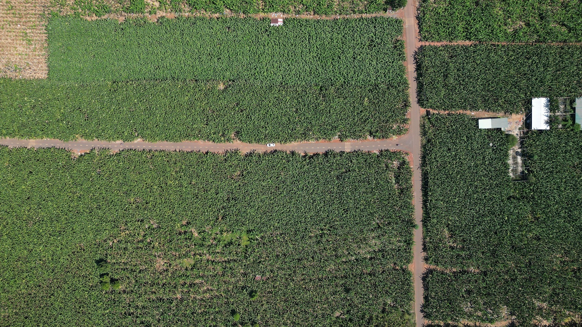 Nông dân Đồng Nai mất Tết vì giá chuối thấp, nhiều vườn đành vứt bỏ - 13