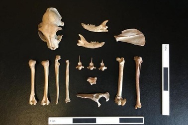 Mèo là thú cưng của con người từ cách đây 1.000 năm