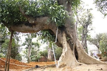 Đánh bạc siêu cây: Mua 30 triệu lãi 300 triệu