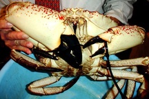 Những loại cua đắt nhất thế giới xuất hiện trên mâm cơm nhà giàu Việt