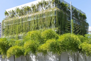 Hút mắt với vườn tre xanh 3 lớp của căn nhà ở TPHCM