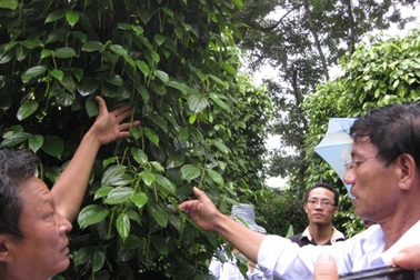 Sự thật về việc hồ tiêu rụng lá, quả do phân bón hữu cơ sinh học 