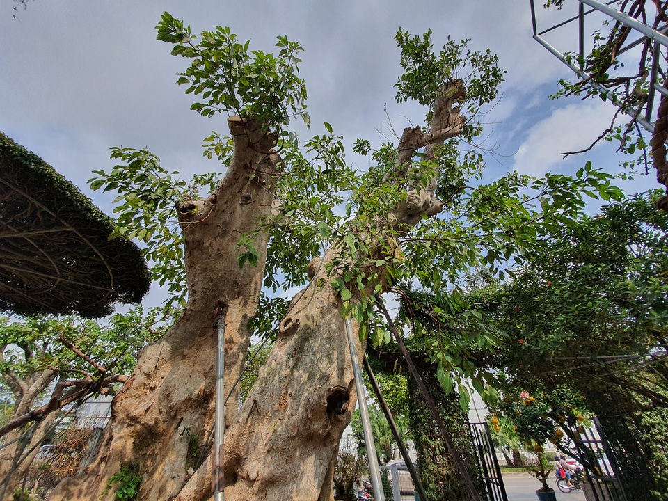 “Siêu” sung cổ thụ, chủ vườn rao bán 1,2 tỷ đồng “miễn mặc cả” gây xôn xao Hà Nội - 3 “Siêu” sung cổ thụ, chủ vườn rao bán 1,2 tỷ đồng “miễn mặc cả” gây xôn xao Hà Nội - 3