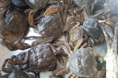 Nhớ hương rạm đồng