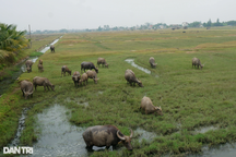 Công làm muối không bằng phụ hồ, diêm dân bỏ nghề, đồng để hoang
