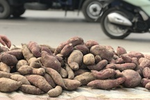 Hàng chục tấn khoai lang nằm la liệt, chờ giải cứu trên vỉa hè Hà Nội