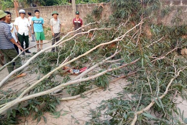 Người lớn bất cẩn lúc chặt cây, 3 học sinh tiểu học nhập viện