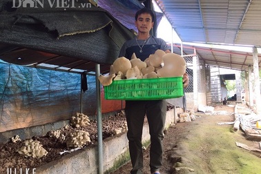 Nam Định: Kỹ sư địa chất về quê trồng đủ thứ nấm, lãi 400 triệu đồng/năm