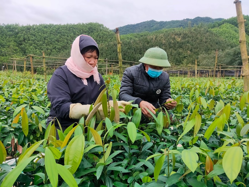 Quảng Ninh: Toàn tỉnh đạt chuẩn nông thôn mới, hướng tới mô hình kiểu mẫu toàn diện - 1
