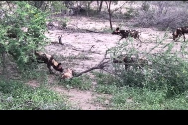 Linh cẩu nhận cái kết bi thảm khi bị bầy chó hoang châu Phi tấn công