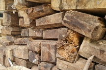 Cả trăm m3 gỗ quý nằm vạ vật chờ... hỏng tại Ban quản lý rừng