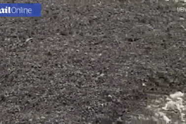 "Rợn người" trước cảnh hàng triệu con bọ phủ kín đen kịt trên bãi biển