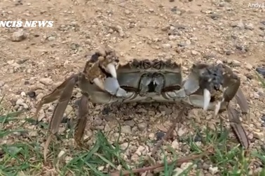 Cua lông Trung Quốc xâm lấn: Người dân bối rối, chính quyền kêu gọi báo cáo