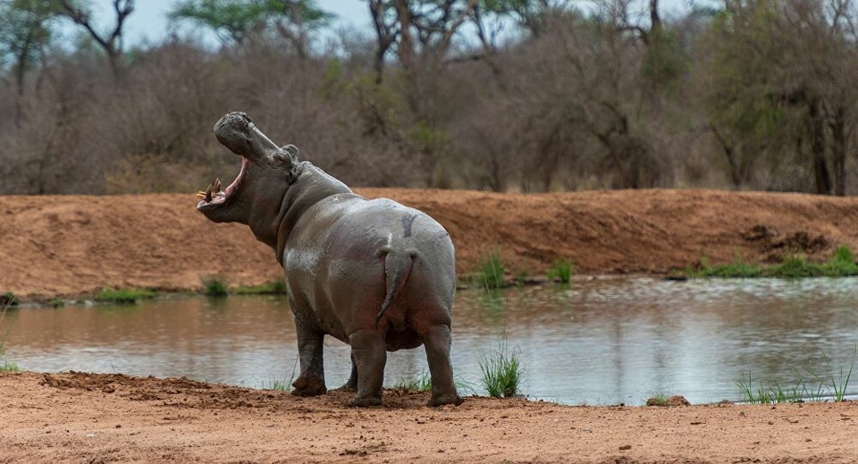 Thú cưng của trùm ma túy Escobar có thể… phục hồi hệ sinh thái cổ đại - 1