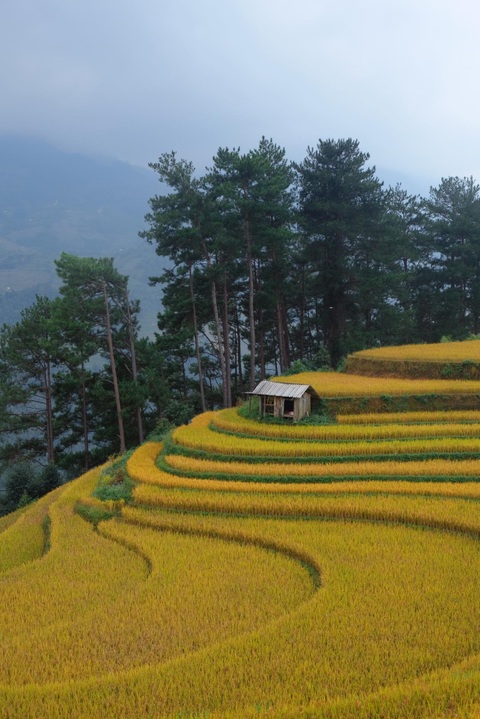 View - Mù Cang Chải đẹp siêu thực, du khách tranh thủ check-in cuối mùa vàng | Báo Dân trí