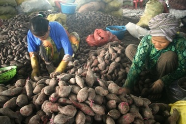 Nông sản đua nhau rớt giá, nông dân “khóc ròng”