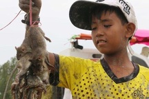 Về miền Tây mùa lũ, xem thợ săn chuột đồng “hốt bạc”