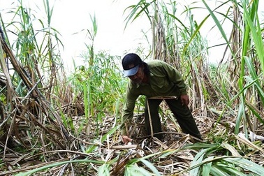 Xã “vận động toàn dân” đi đuổi... voi rừng