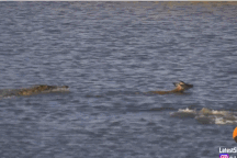 Vượt mặt hà mã, cá sấu khổng lồ nhấn chìm con nai trong nháy mắt