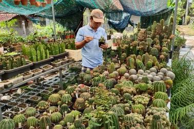 Khu vườn 3.000 gốc xương rồng độc lạ của ông bố ở Khánh Hòa