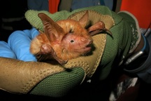 Phát hiện loài dơi mới ở châu Phi với màu sắc kì lạ