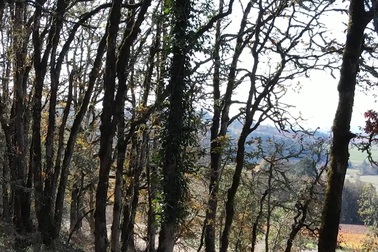 Robot đã có thể bắt kịp chuyển động của các loài chim