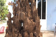 Lặn lội hơn 20 năm, đại gia Hà thành tốn hàng "đống" tiền để có bộ sưu tập từ gỗ trầm lũa