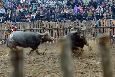 Vĩnh Phúc cấm công chức đi lễ hội chọi trâu Hải Lựu trong giờ hành chính