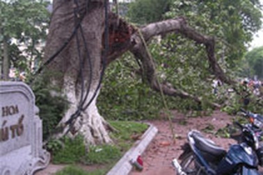 Gãy cành đa lớn trước tượng đài Lý Thái Tổ, 3 cháu bé thoát nạn 